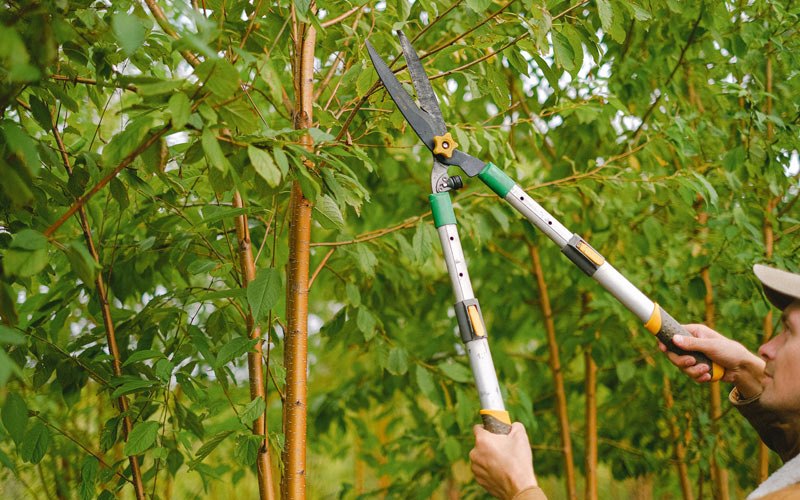 Tree trimming in Twin Bridges, MT