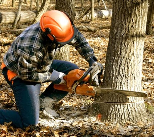 Tree Removal in Twin Bridges, MT